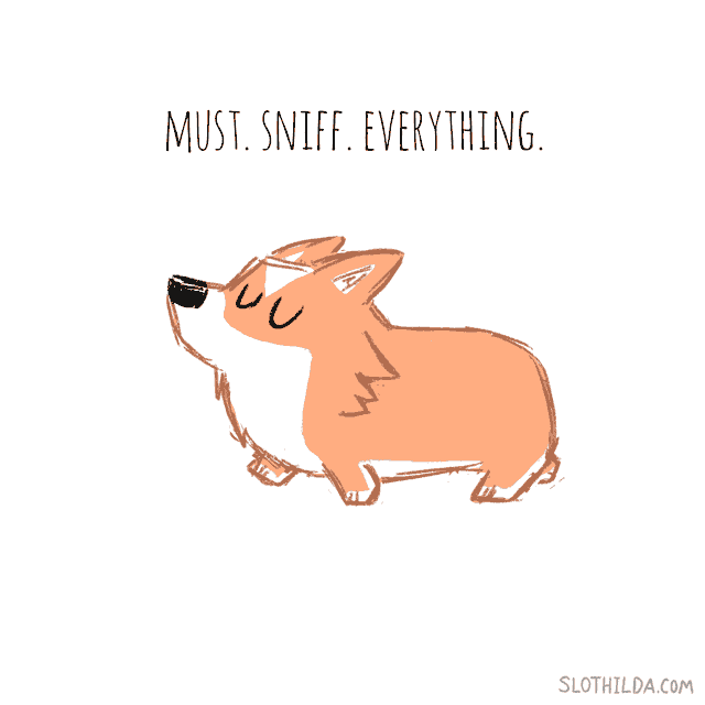 Dog sniffing